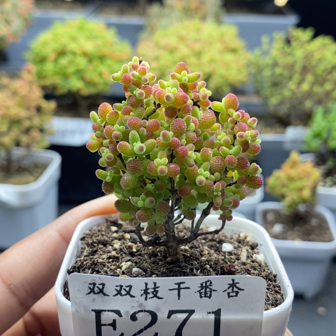 271蜜橘。                