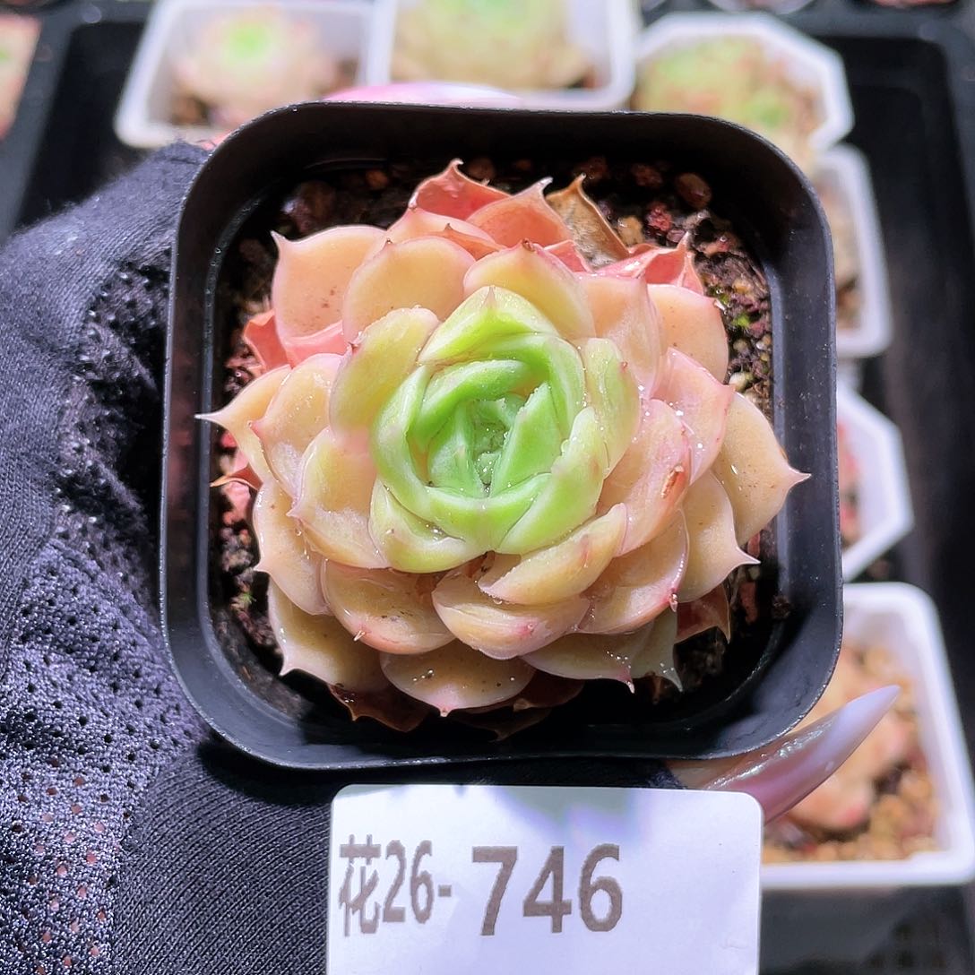 花利美26-746昂斯诺