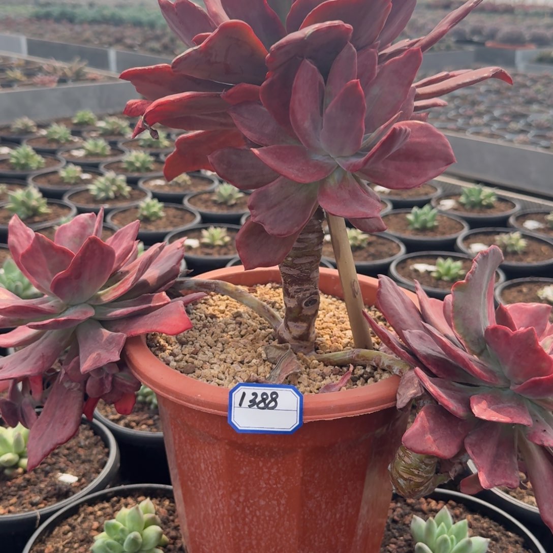 1388钻石锦凡艺多肉