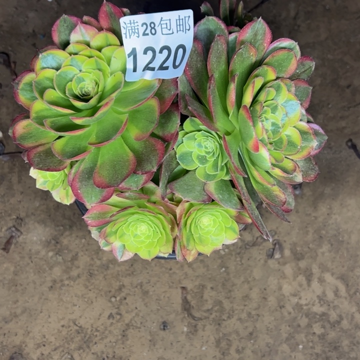 1220奶白多肉植物