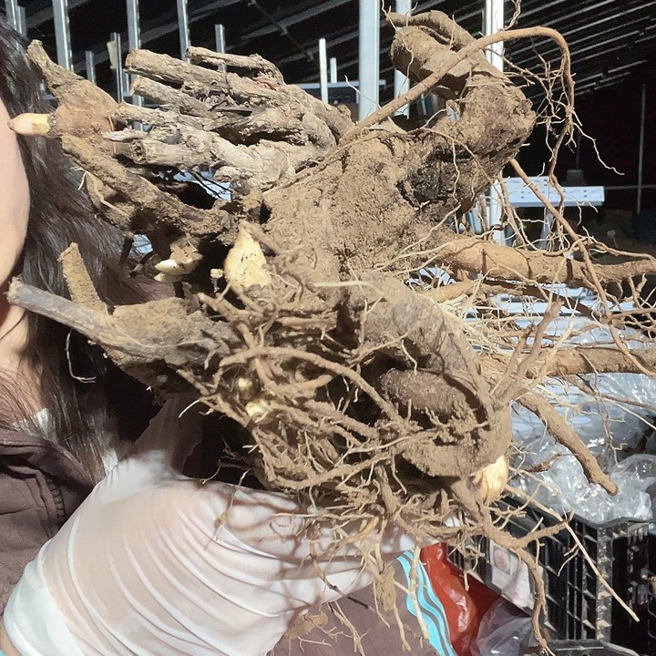当前无花栽培后可以开花混苗3棵
