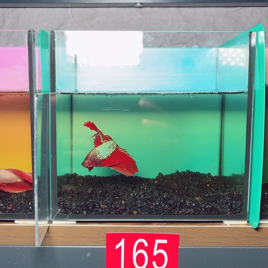 斗鱼彩金半月公鱼