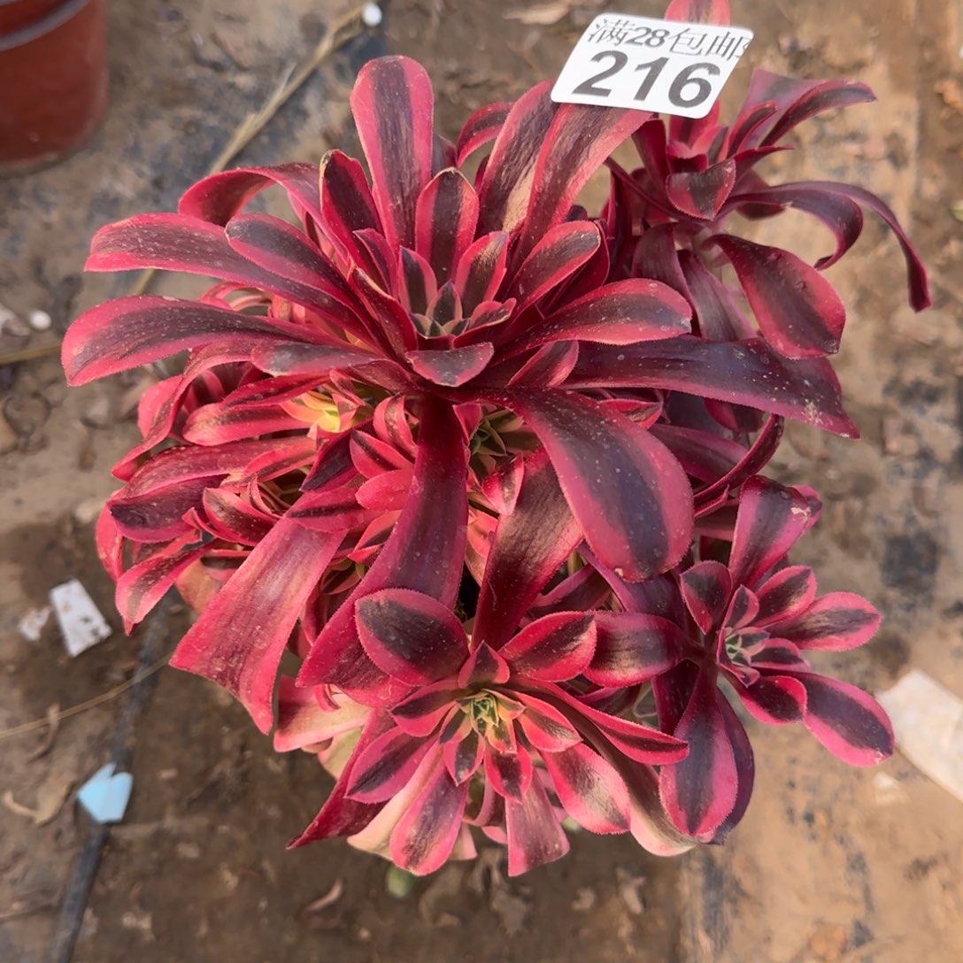 美杜莎多肉216满28包邮断枝不包瑕疵