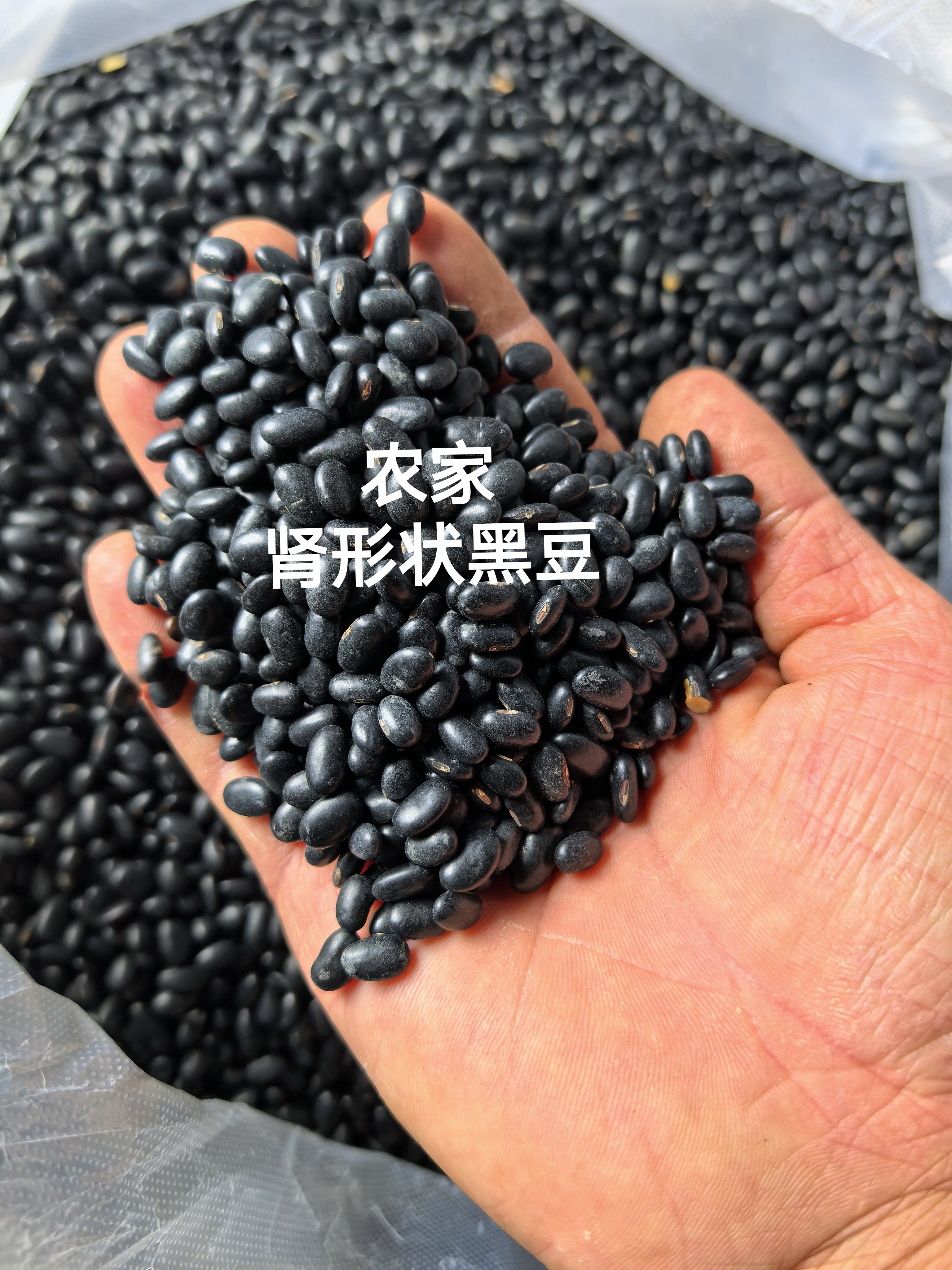 肾形黑豆，小颗粒的农家土黑豆，黄心黑豆