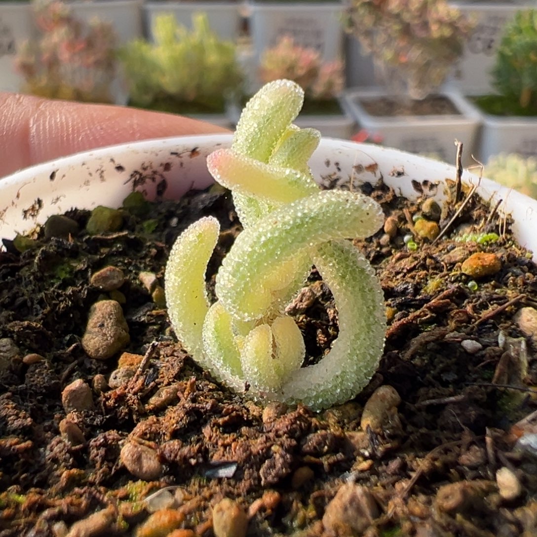 2-875迷你型超白（尺寸小介意勿拍）五圆盆