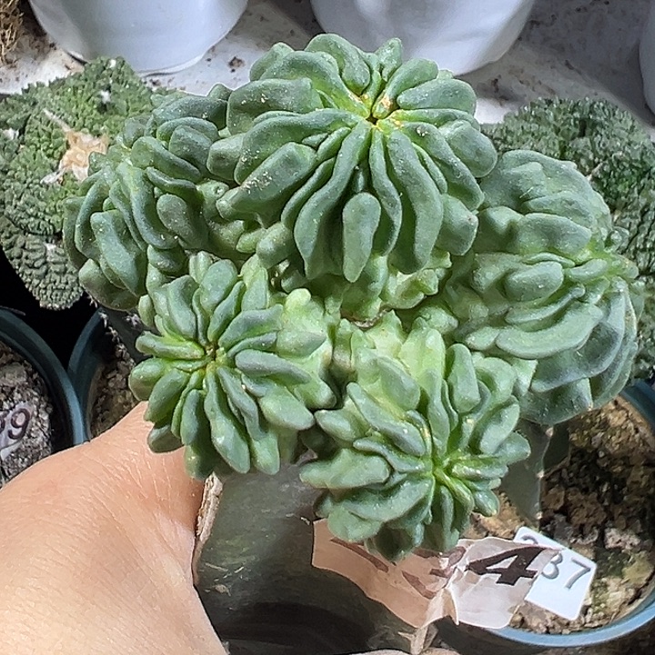 蝌蚪群234仙人球开花