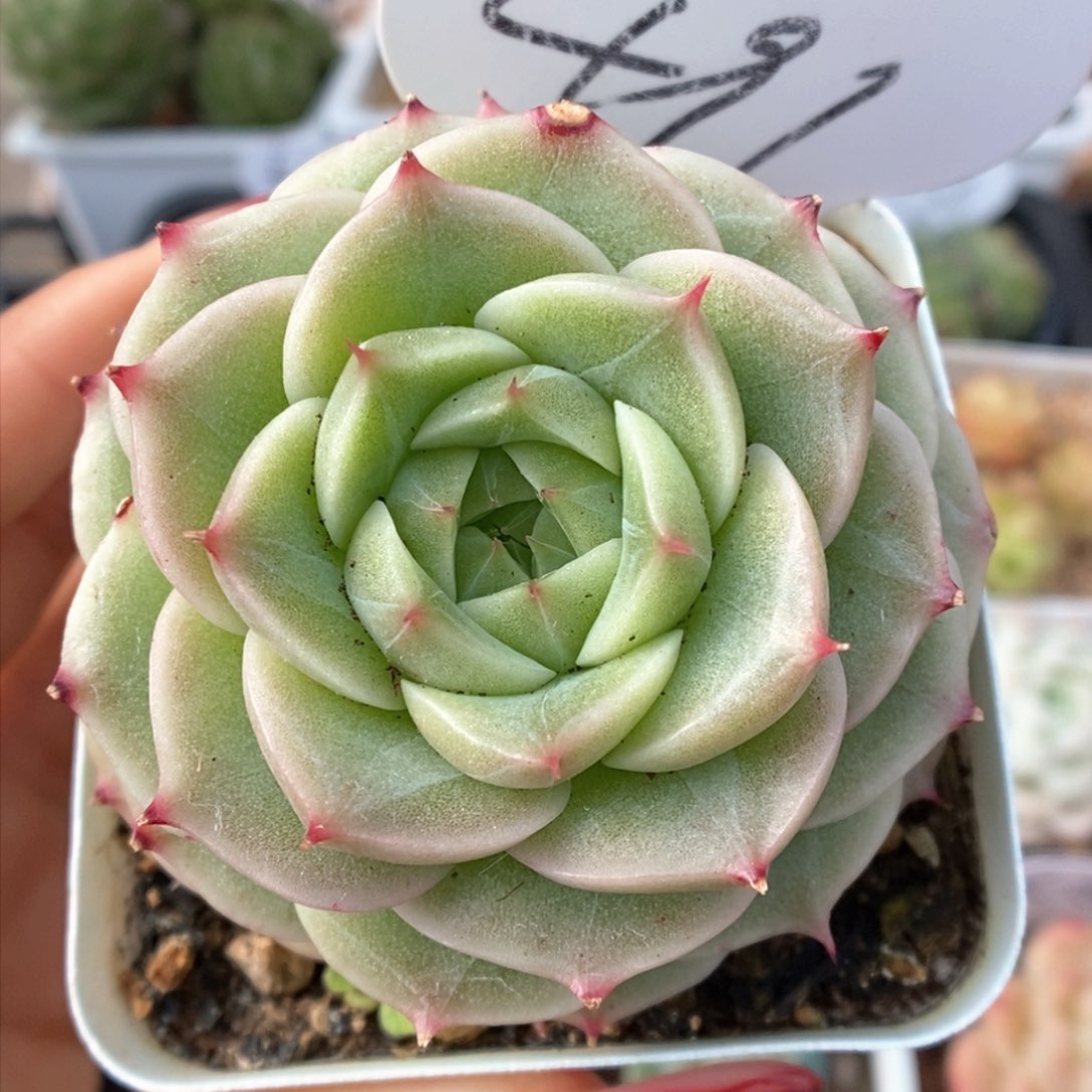 白底麦杆可拍591号