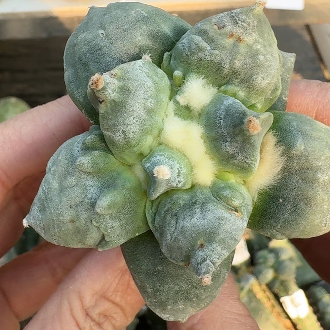 全部花朵怒涛潜力股159