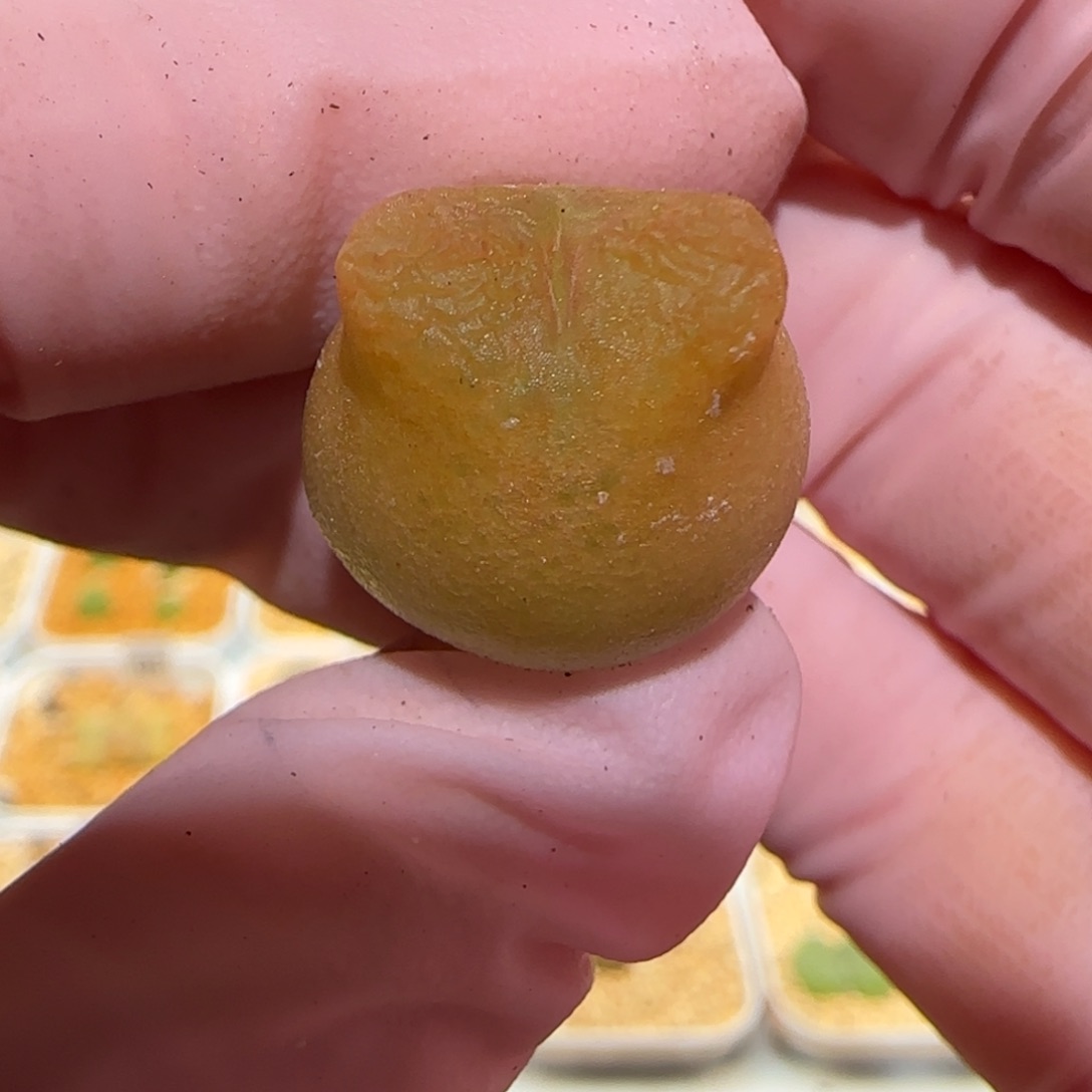 肉锥多肉植物百科-水蜜桃1273