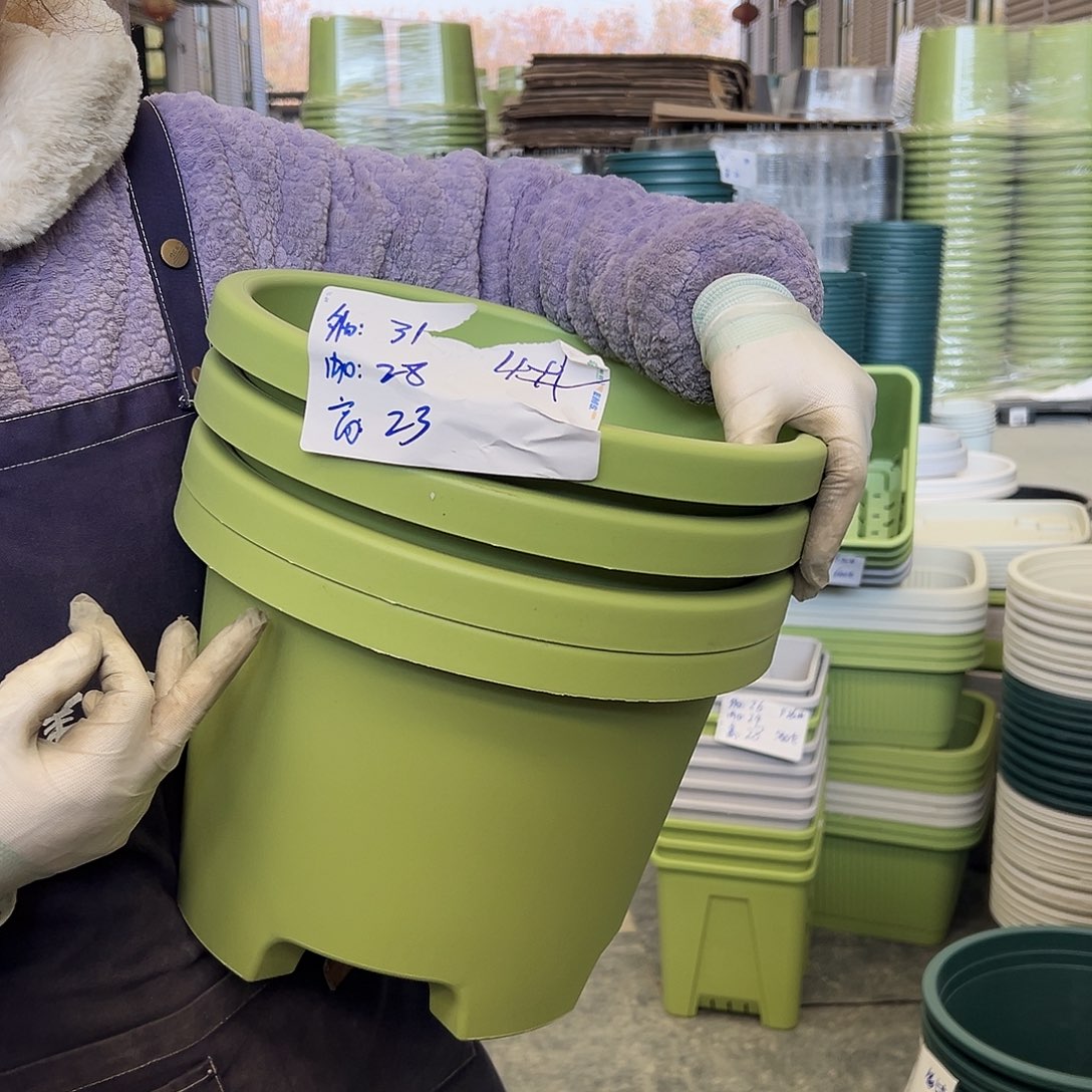 球根盆4#果绿5个无托