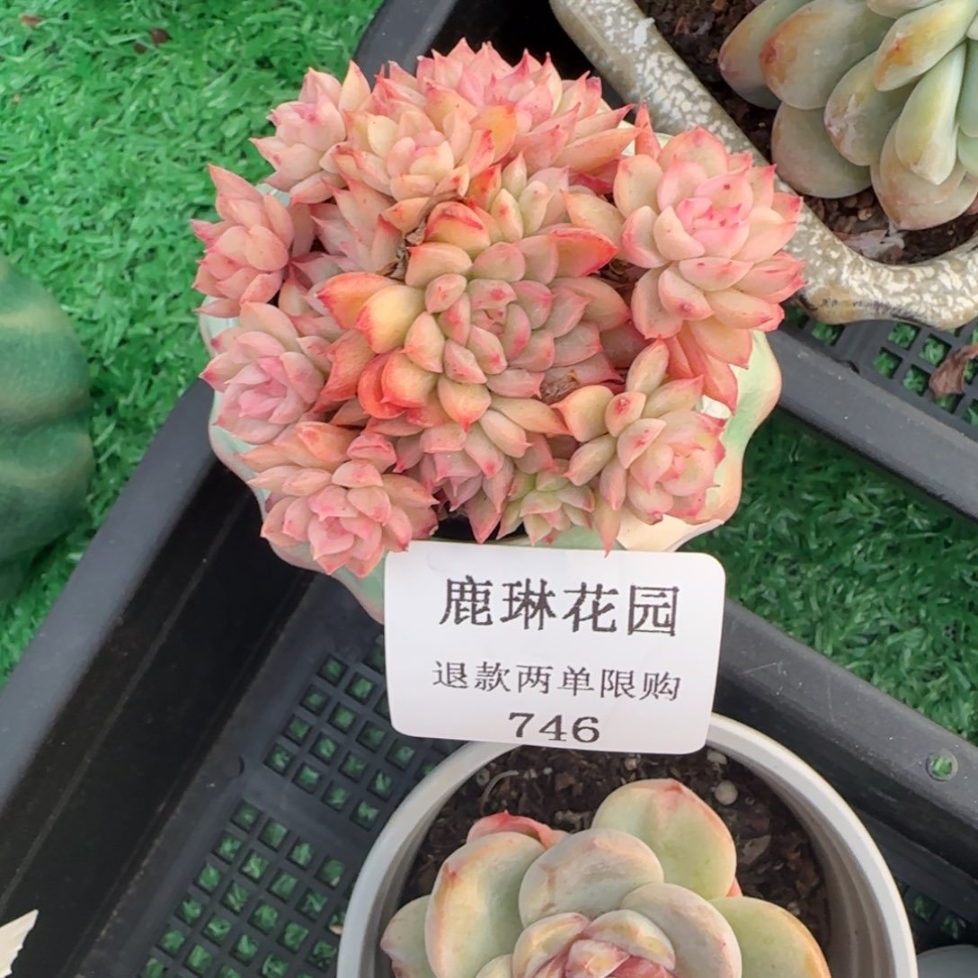 闪购精品多肉746号