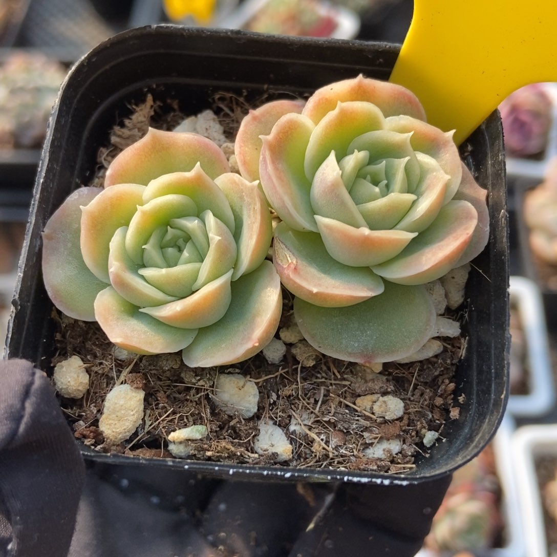 619虾饺多肉植物保护