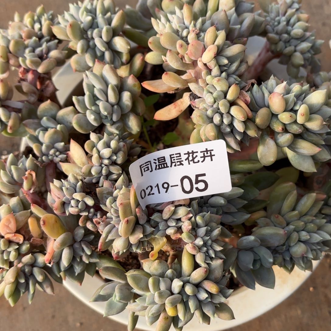 同温层多肉05瑕疵