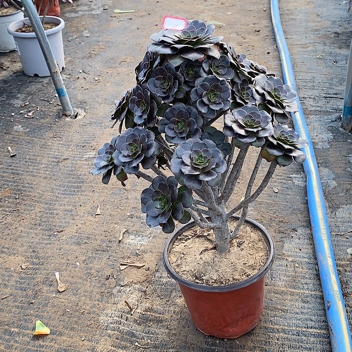 11，灰圆叶多肉法师多肉法师