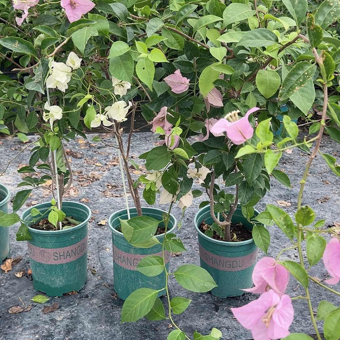 大部分开放少量花苞赛佛理带竹一颗，19.9