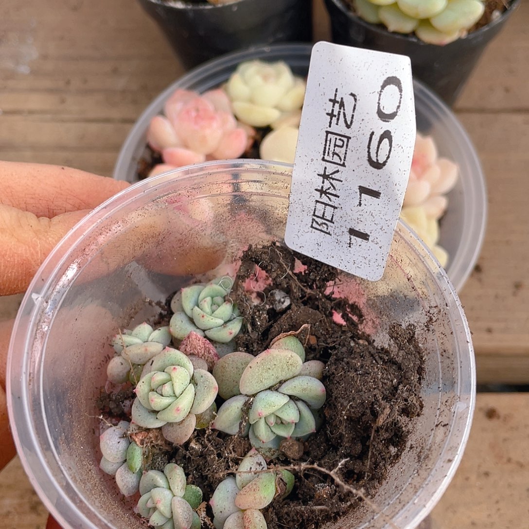 有***绥多肉植物多肉植物1160