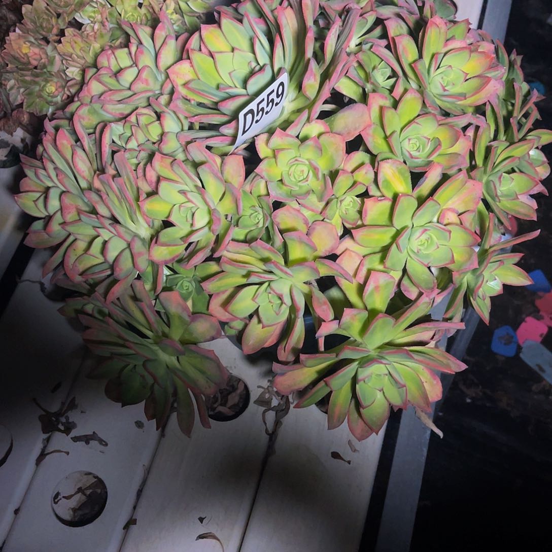 星灿法师7/-47包邮法师