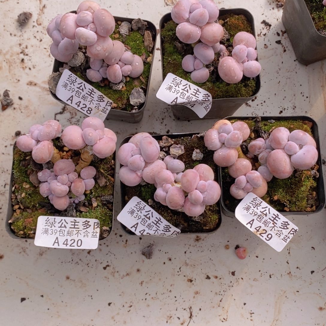 芭比奶洛5颗多肉植物