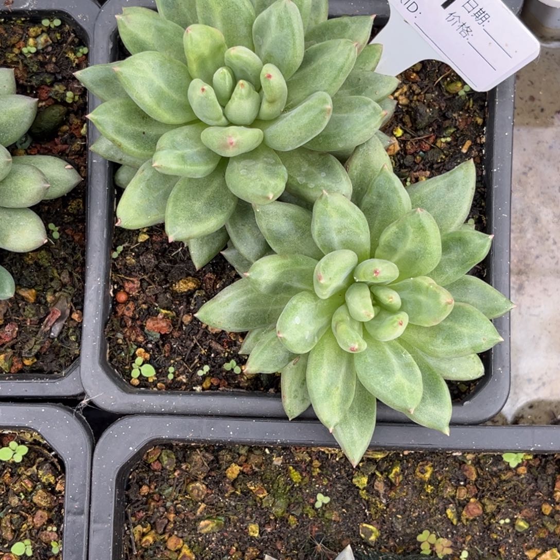 米其林多肉植物401