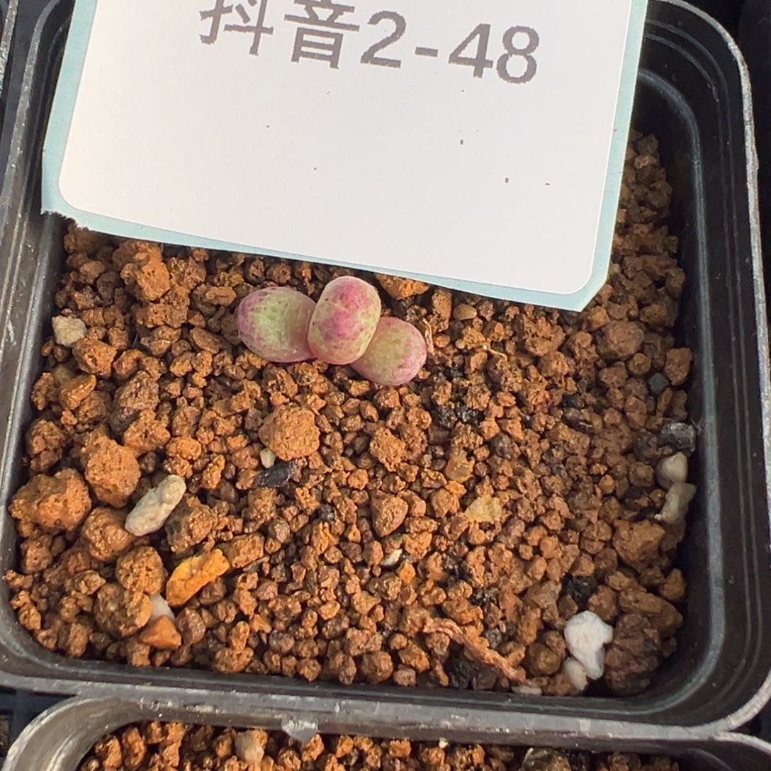 2-48肉锥多肉植物，
