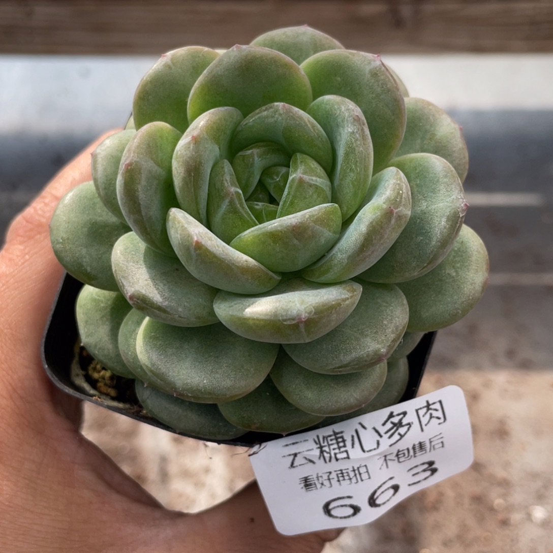 云糖心多肉植物663