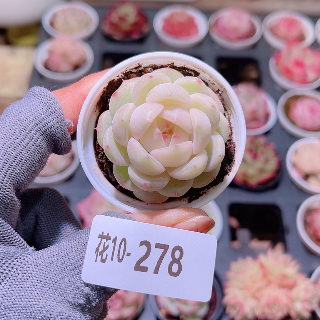 花10-278新品单头