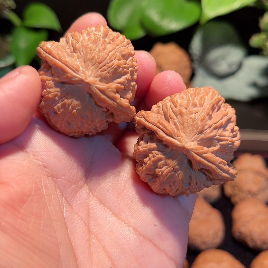 【闪购商品】文玩核桃把件9*340白狮子