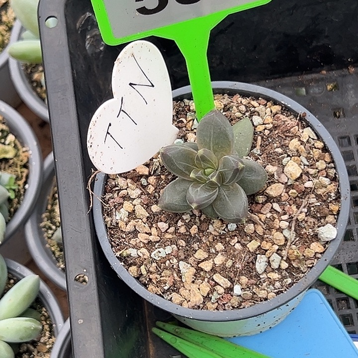 多肉植物566ttn美人