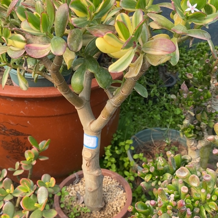 白锦花月一物一拍