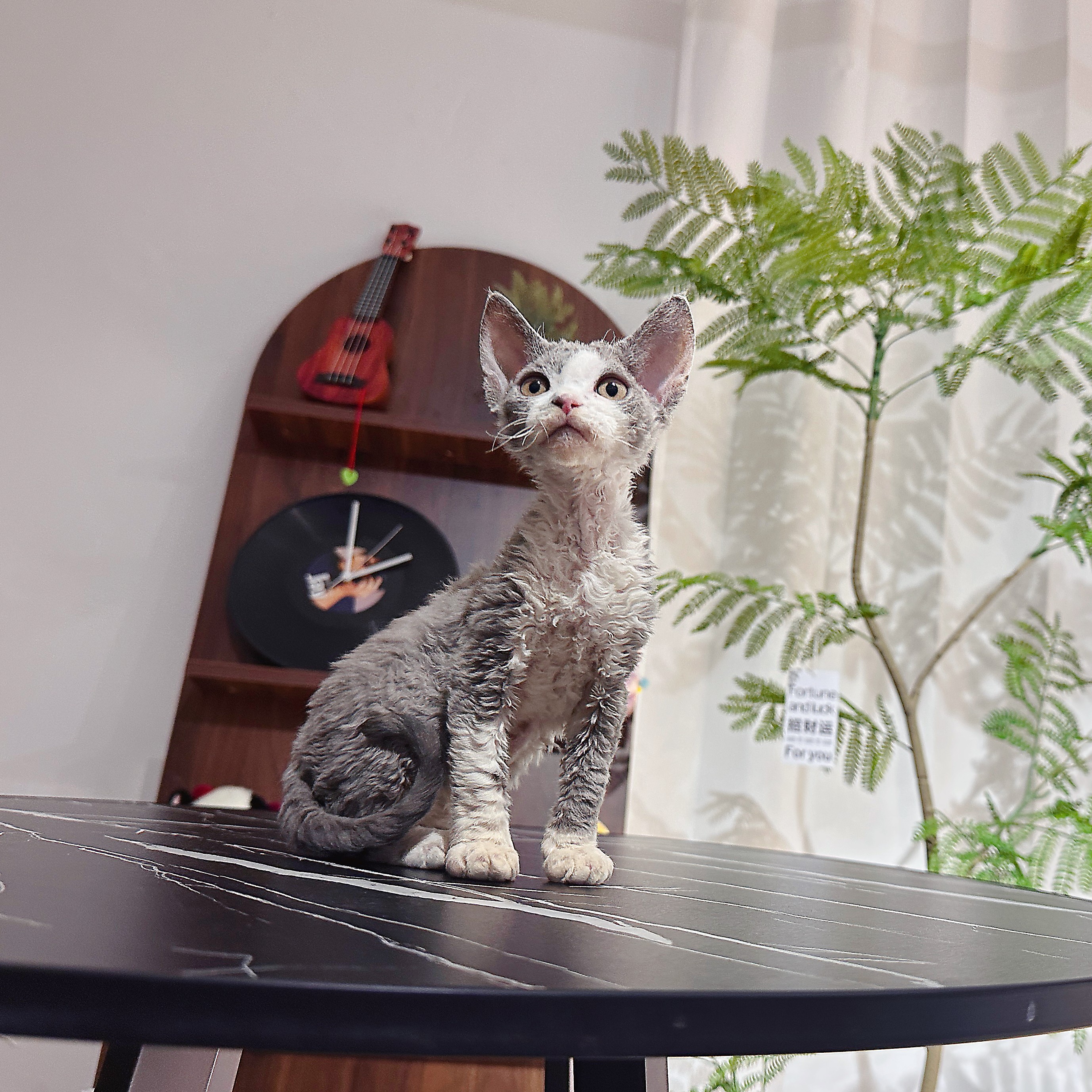 德文卷毛猫 蓝白满耳满背 弟弟