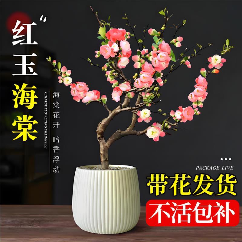 海棠花盆栽带花苞造型老桩盆景花卉四季开花绿植室内客厅阳台摆件