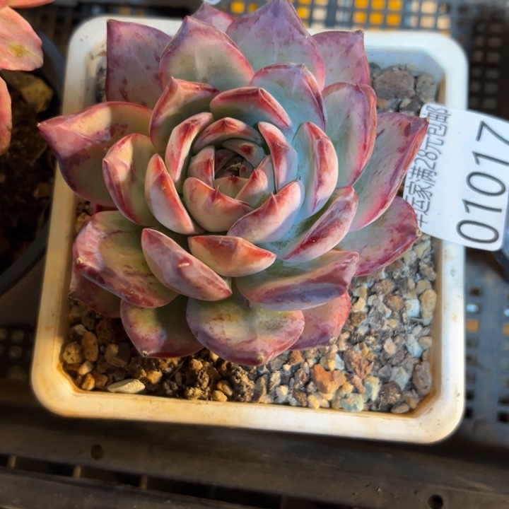 幸运儿是一位非常优秀且