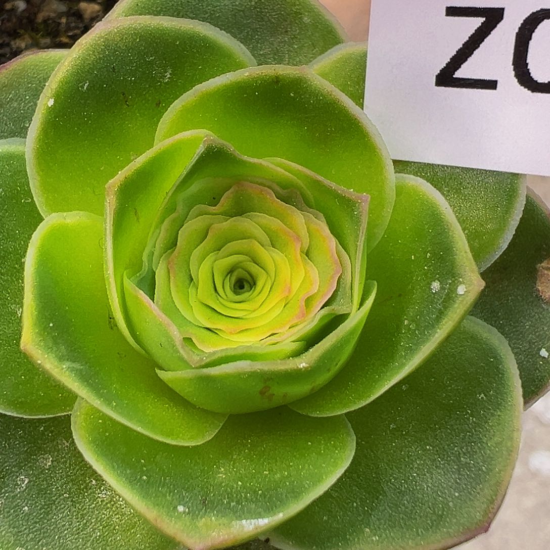 朱047 帕拉美娜me X各种 蕾丝 多肉