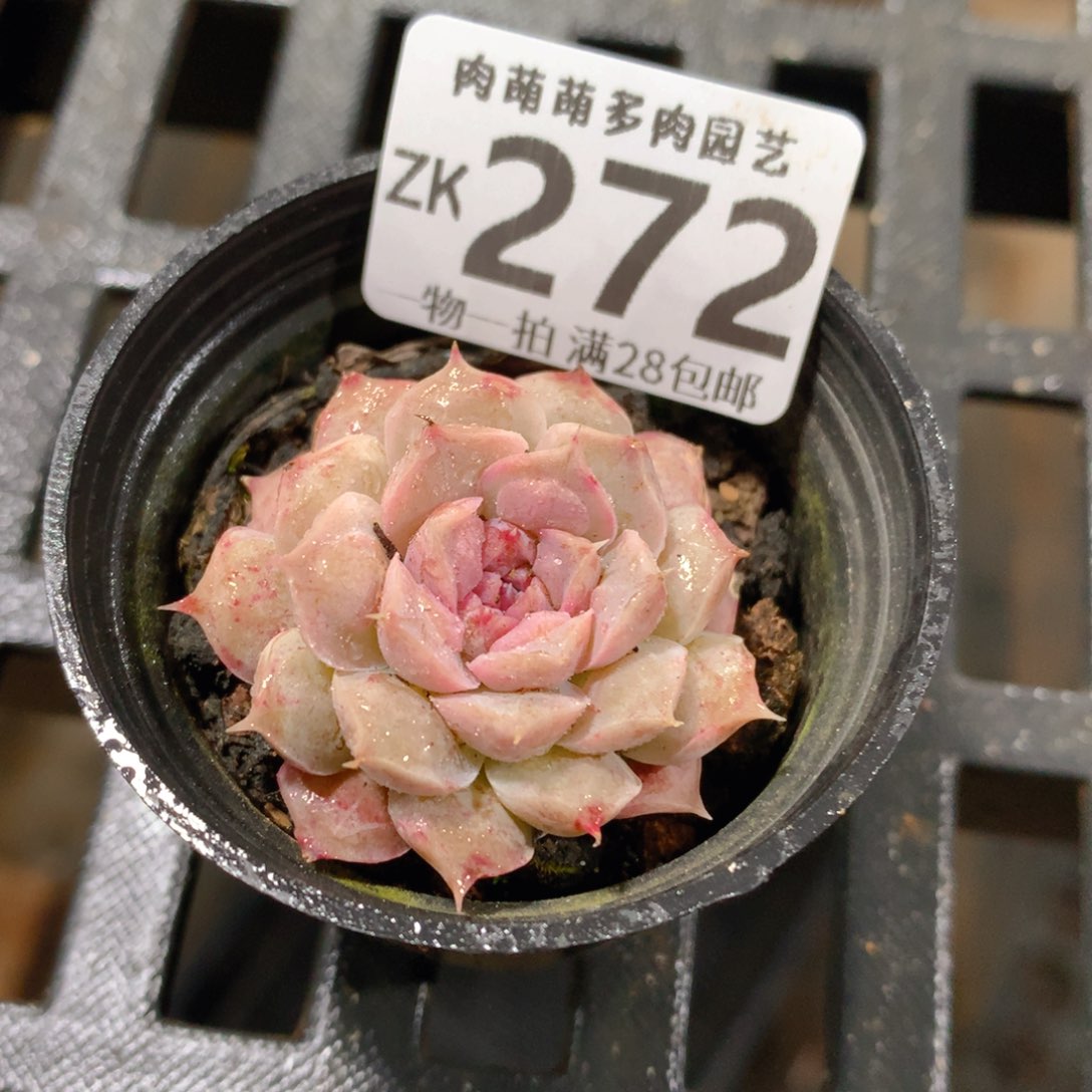 肉萌萌拇指盆精控多肉ZK272