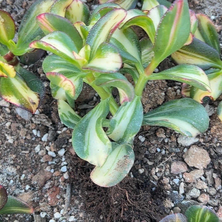 卷叶七彩蝶中斑锦