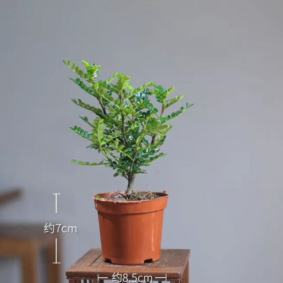 清香木盆栽室内花卉好养四季常青驱蚊驱虫净化空气