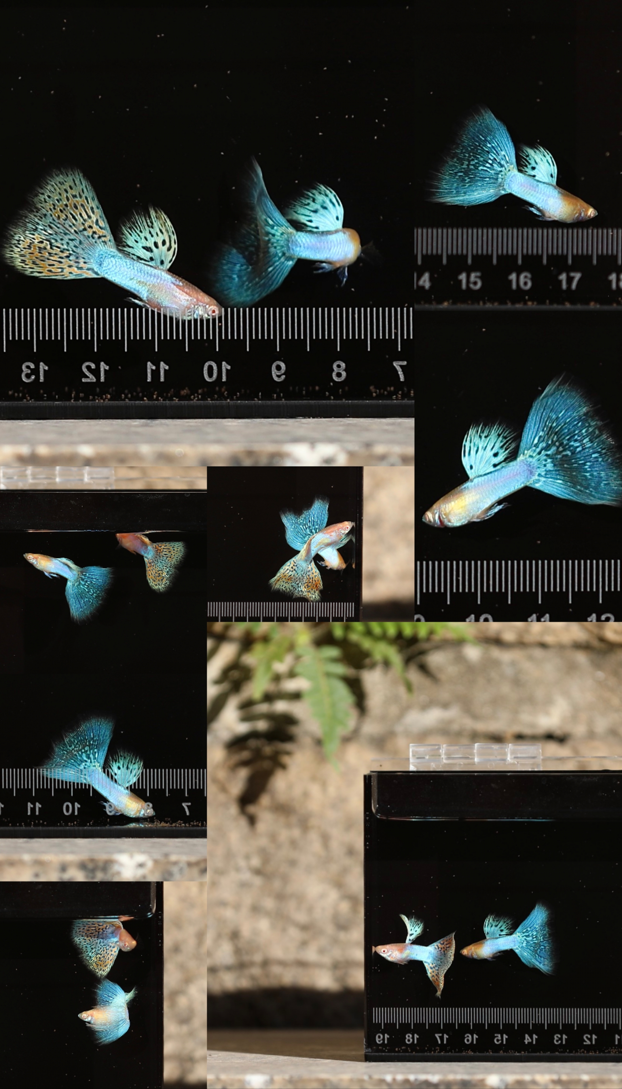 极光草尾孔雀鱼活鱼观赏鱼热带小型鱼苗好养耐活淡水胎生繁殖鱼