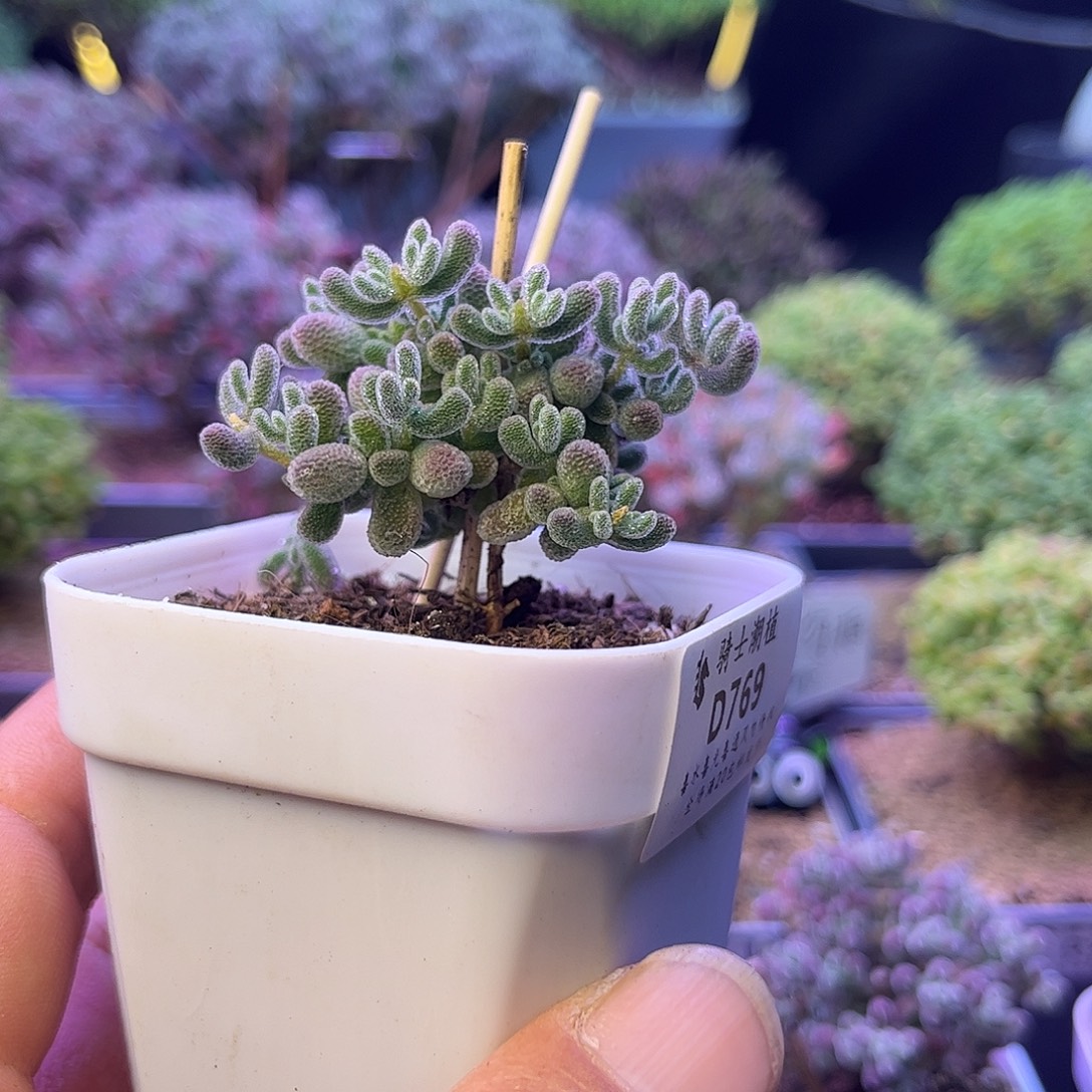 769优选冰晶枝干番杏