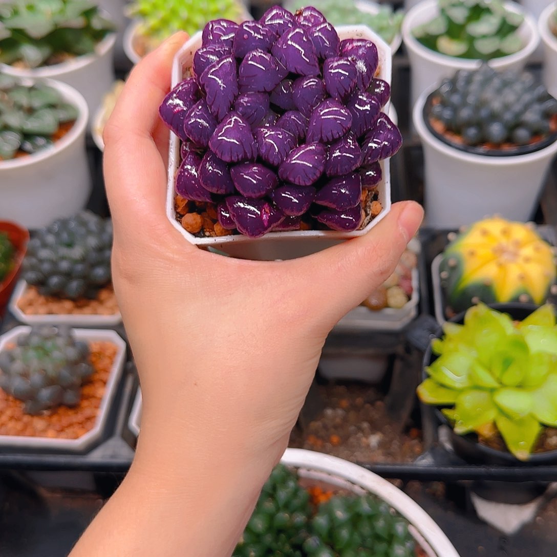 紫宝石冰灯玉露，原盆