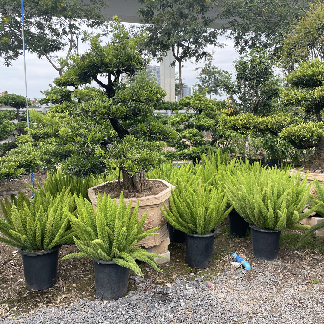 狐尾天门冬绿植盆栽四季长春美观好养适合庭院阳台种植