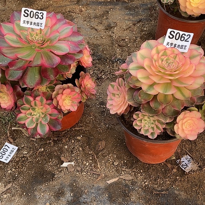 多肉植物套餐063。062