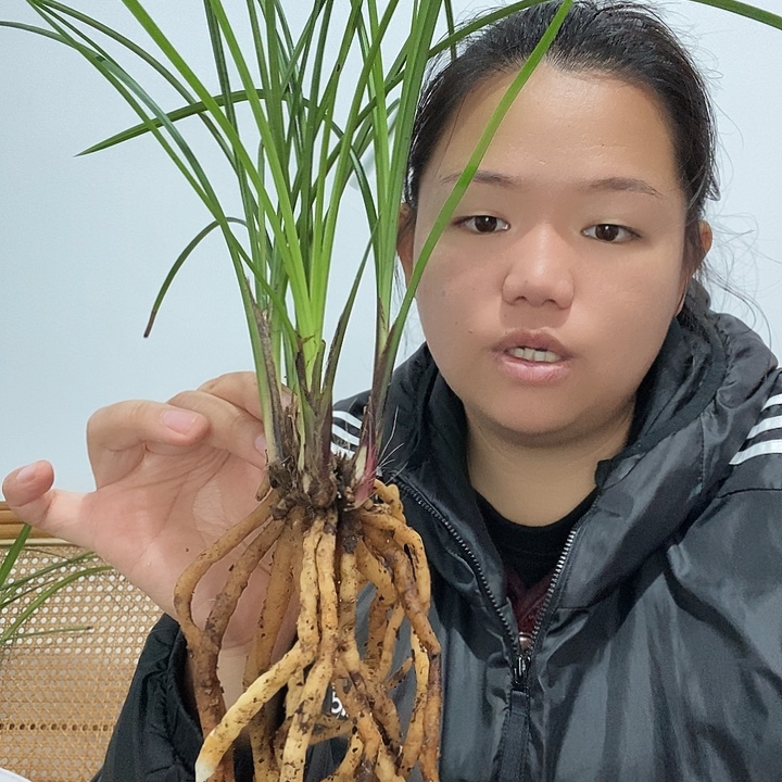 全部花苞莲瓣兰碧龙红素