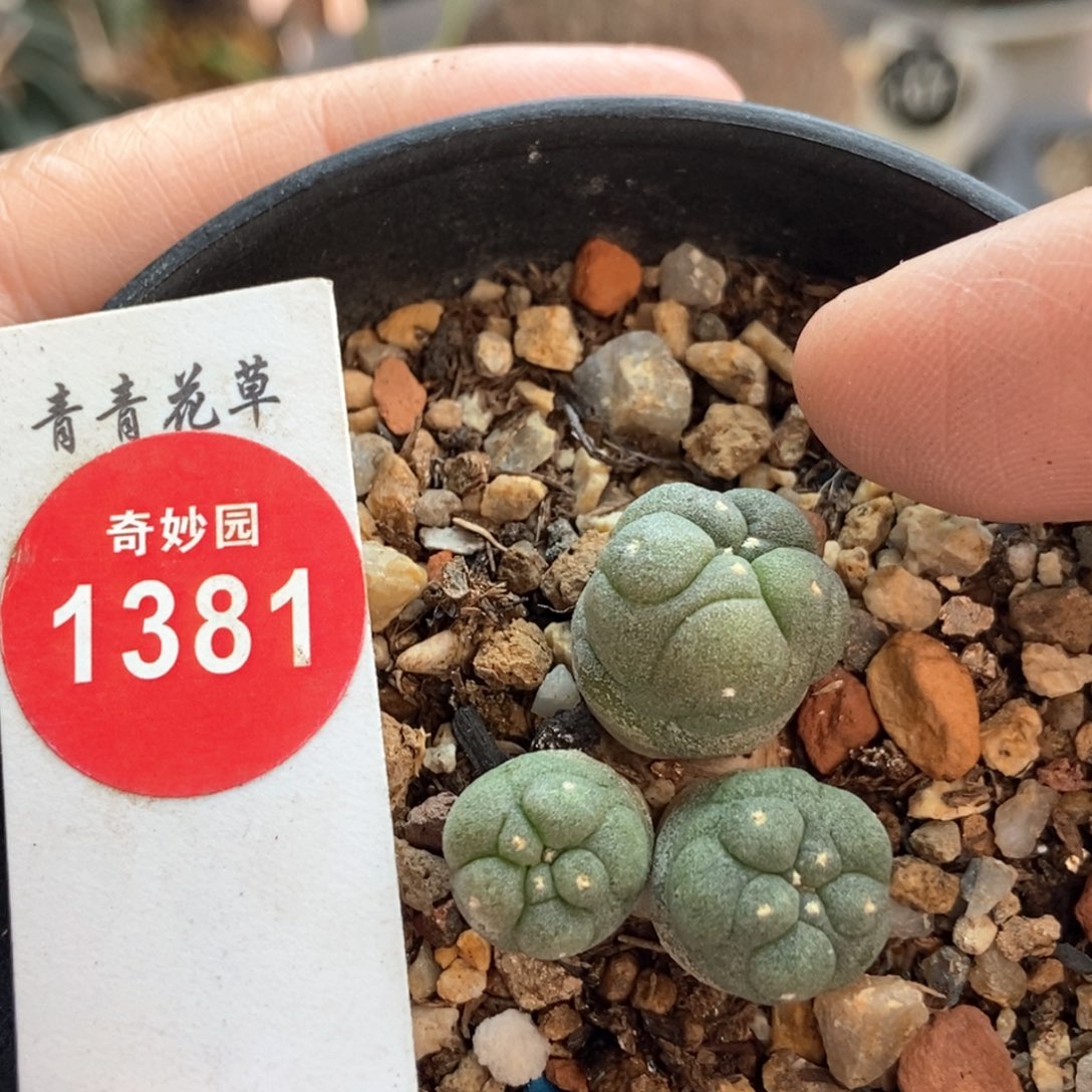 实生自然群海鲜一颗仙人球