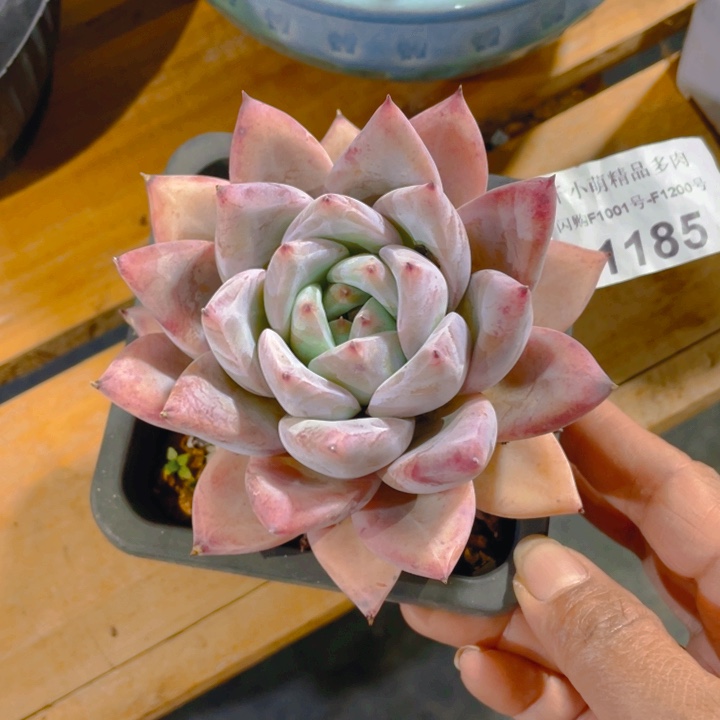 谢谢你的支持00001185