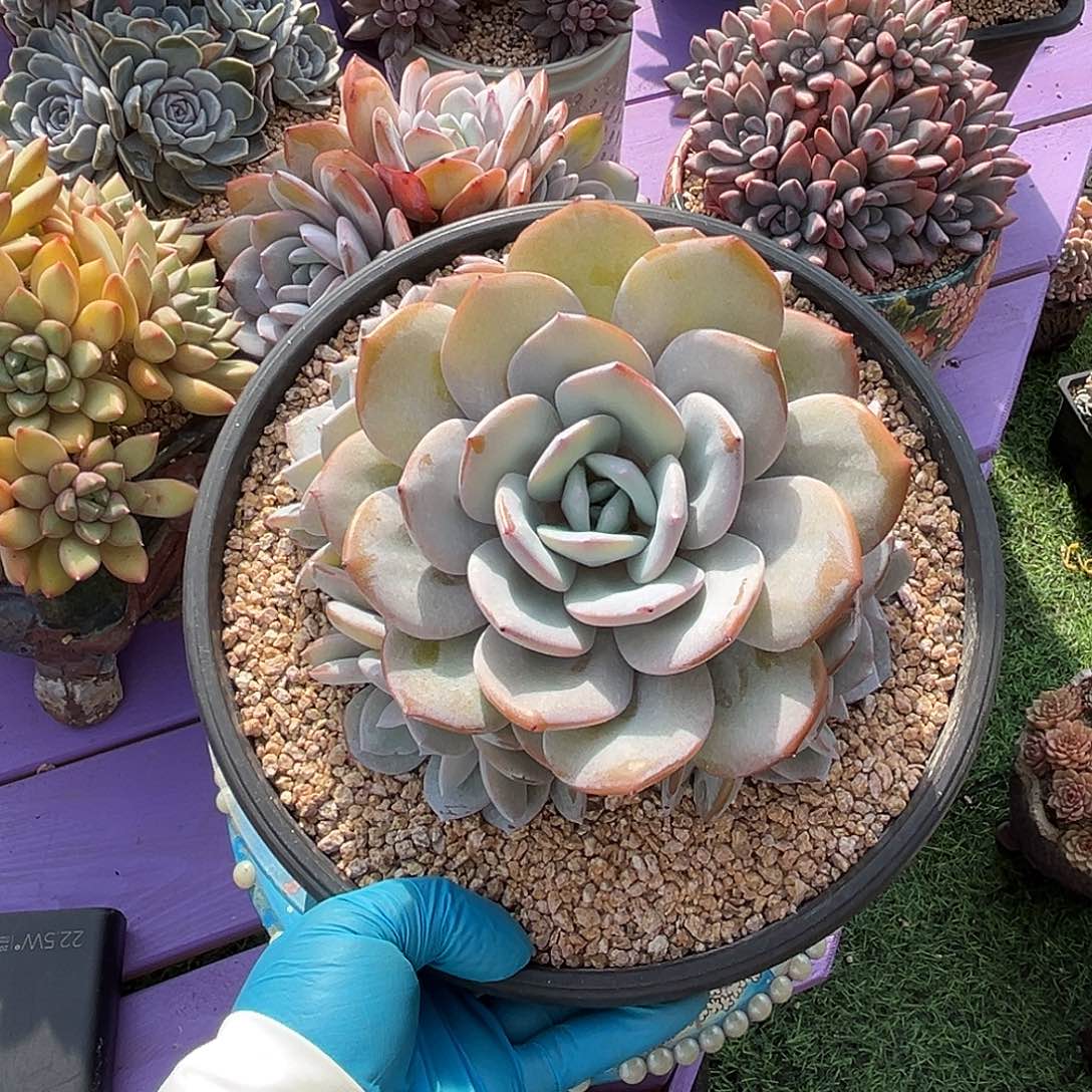 捧花奶茶一物一拍