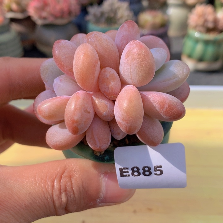 一物一拍满38包邮 E885