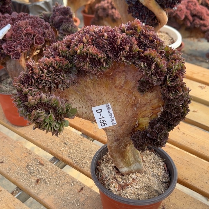 155 万圣节缀高27 公分