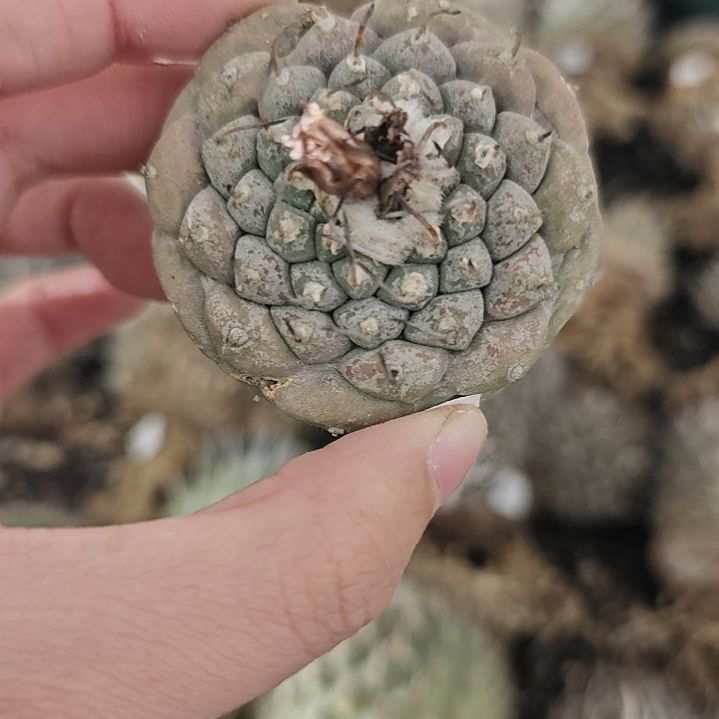 一物一拍，15号欧输娇丽！