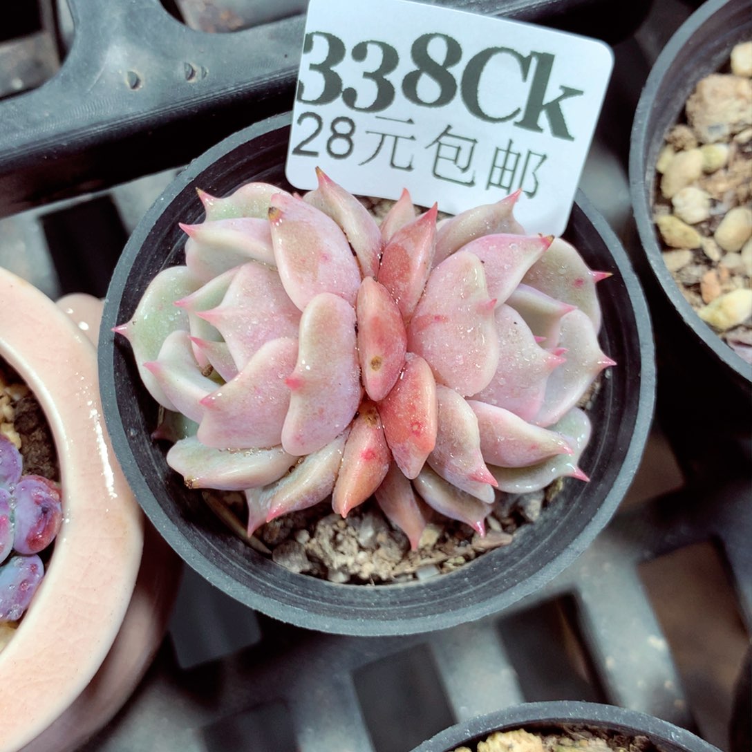 5厘米盆精控多肉338