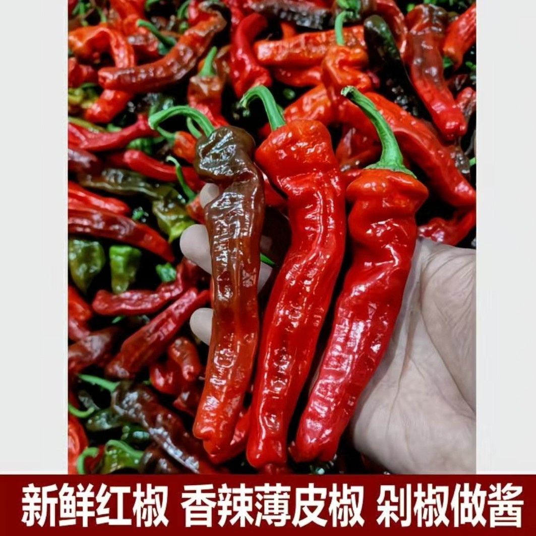 湖南益阳农家新鲜紫红辣椒薄皮农家自种现摘适合做剁椒酱辣椒炒肉